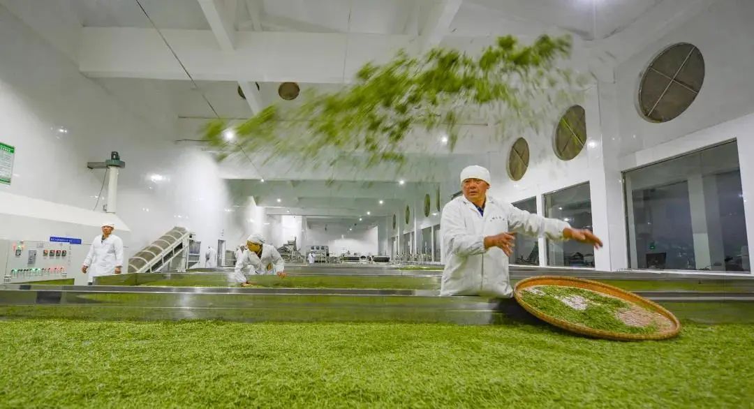 哪里买安全富硒茶（茶买富硒安全么）-硒宝网