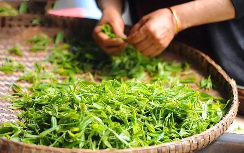 哪里买安全富硒茶（茶买富硒安全么）-硒宝网