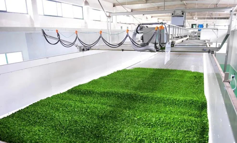 哪里买安全富硒茶（茶买富硒安全么）-硒宝网