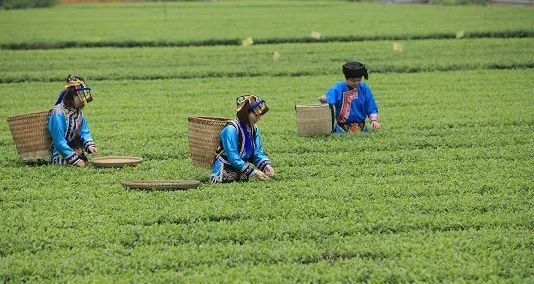 哪里买安全富硒茶（茶买富硒安全么）-硒宝网