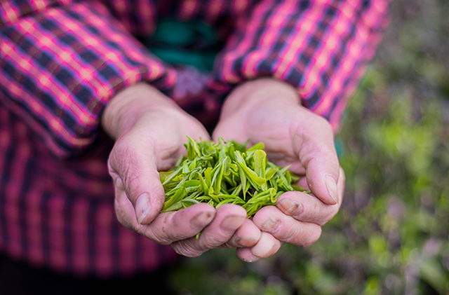 珲春凤阳富锌硒茶(正宗富锌富硒茶产地直供)-硒宝网