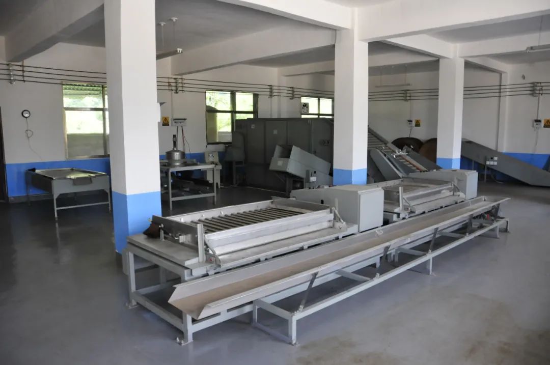 紫阳富硒茶苗种植（富硒紫阳茶多少钱一斤）-硒宝网