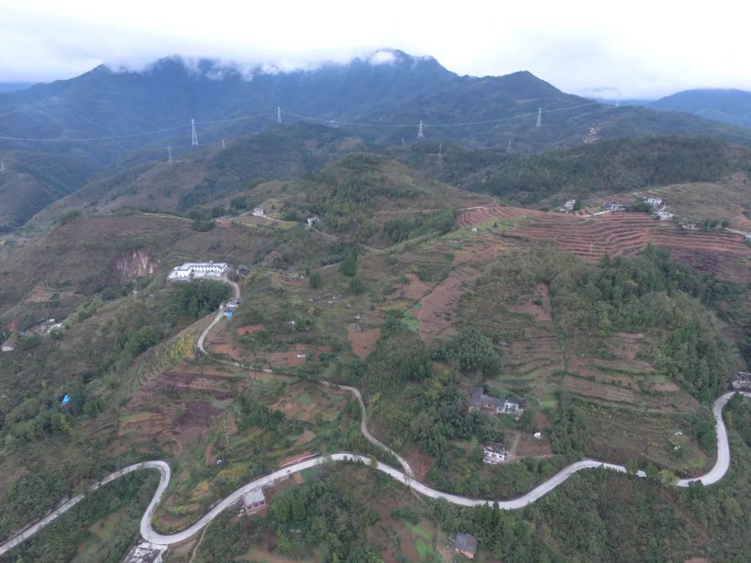 紫阳富硒茶苗种植（富硒紫阳茶多少钱一斤）-硒宝网