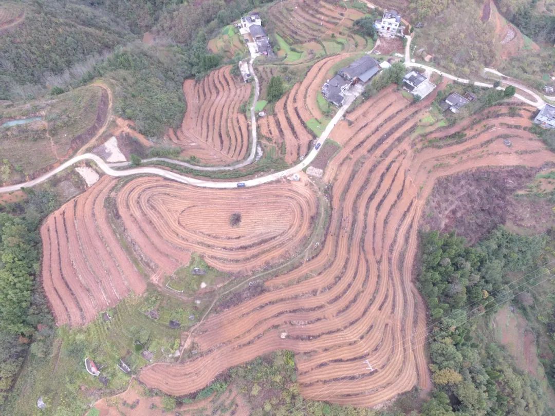 紫阳富硒茶苗种植（富硒紫阳茶多少钱一斤）-硒宝网