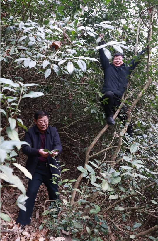 紫阳富硒茶清盛魁（紫魁茶叶多少钱）-硒宝网