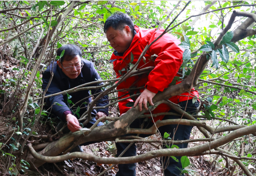 紫阳富硒茶清盛魁（紫魁茶叶多少钱）-硒宝网