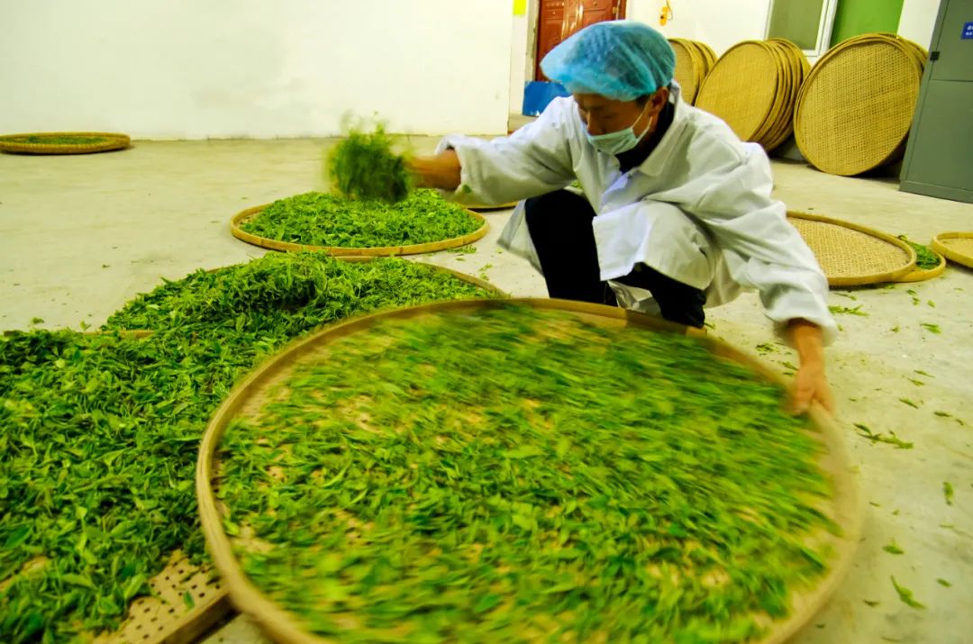 紫阳富硒茶清盛魁（紫魁茶叶多少钱）-硒宝网