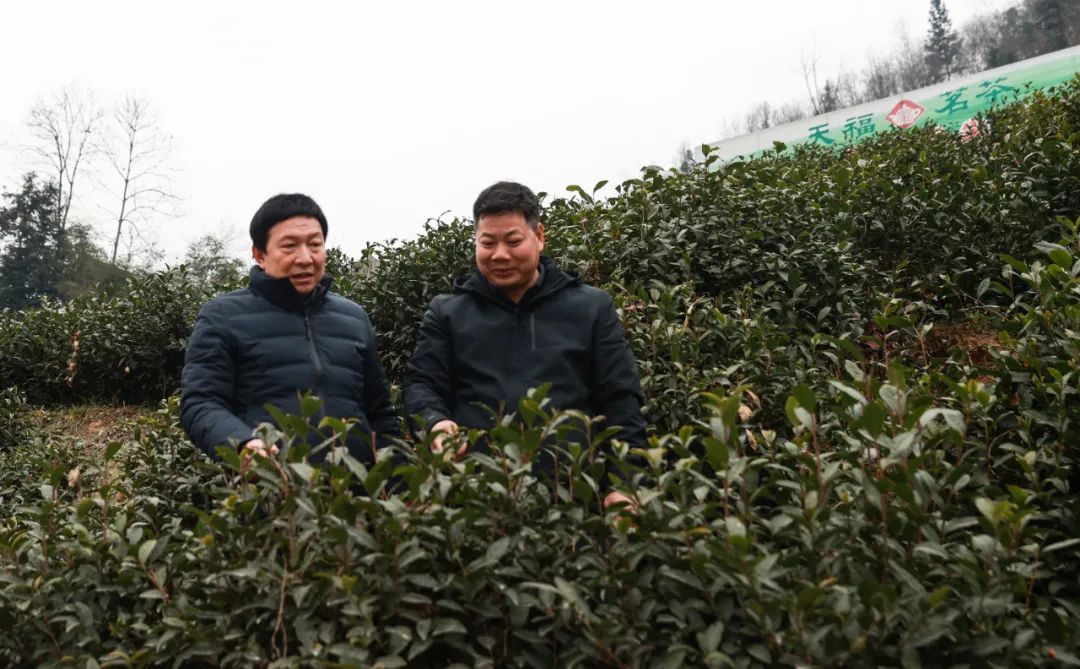 紫阳富硒茶清盛魁（紫魁茶叶多少钱）-硒宝网