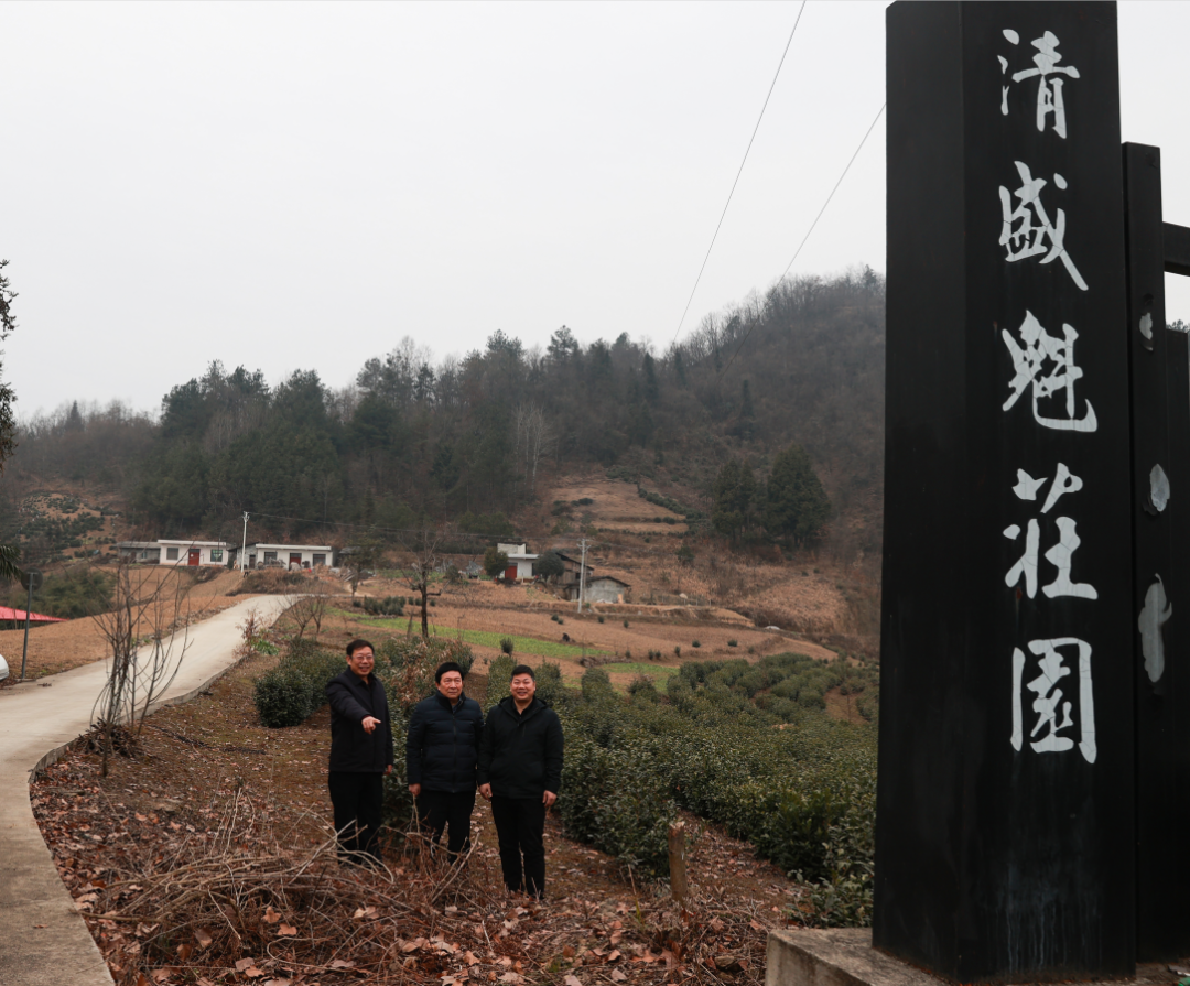 紫阳富硒茶清盛魁（紫魁茶叶多少钱）-硒宝网