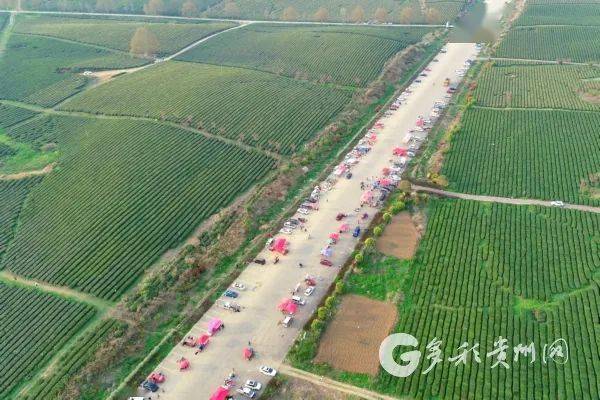 江苏清冽的富硒茶(富硒茶叶价格)-硒宝网