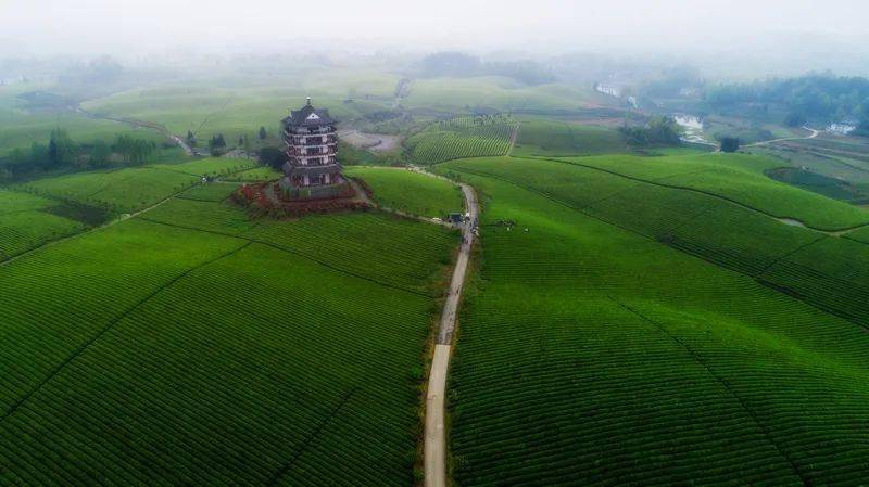 江苏清冽的富硒茶(富硒茶叶价格)-硒宝网