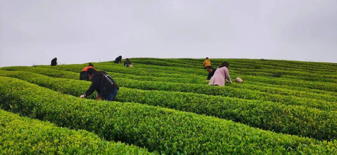 江苏清冽的富硒茶(富硒茶叶价格)-硒宝网