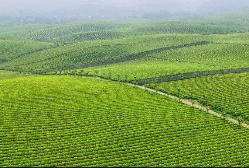 江苏清冽的富硒茶(富硒茶叶价格)-硒宝网