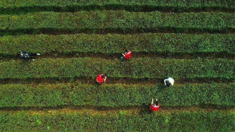 江苏清冽的富硒茶(富硒茶叶价格)-硒宝网