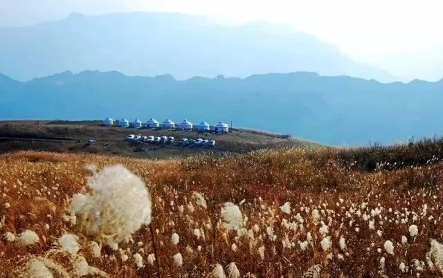 富硒茶走廊的位置（富硒茶的功效作用）-硒宝网