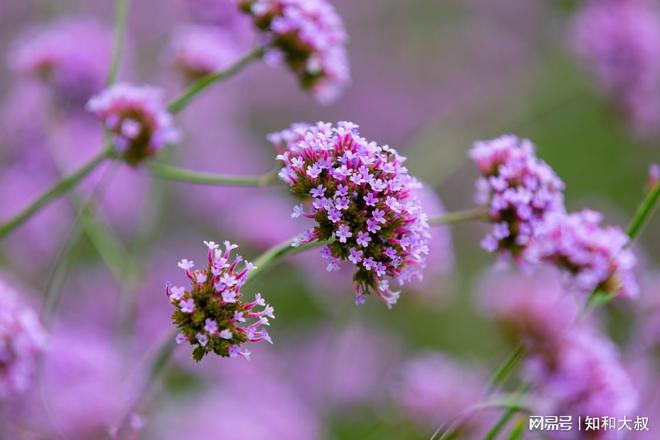 恩施富硒茶的作用(恩施茶叶含硒量排名)-硒宝网