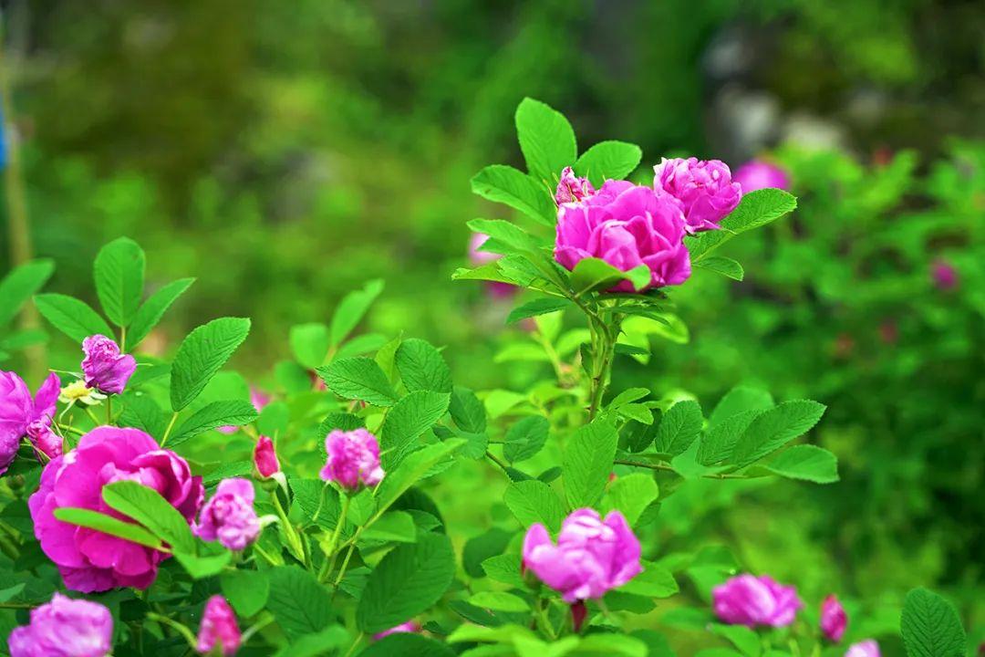 富锌硒茶贵州遵义（贵州富锌富硒茶绿茶）-硒宝网
