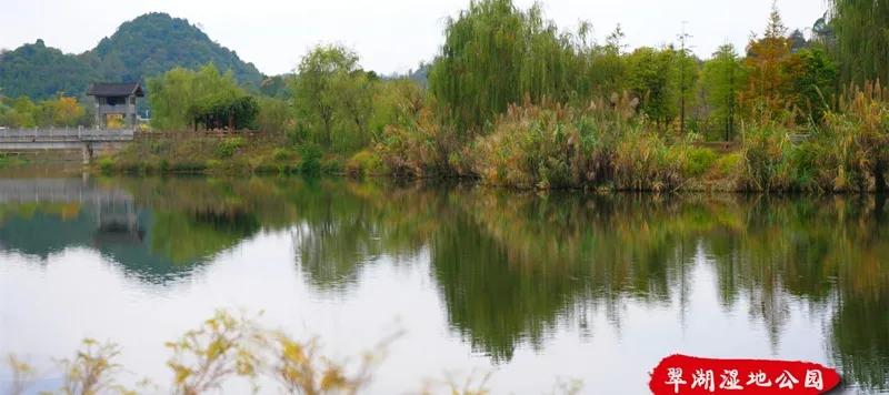 富锌硒茶贵州遵义（贵州富锌富硒茶绿茶）-硒宝网