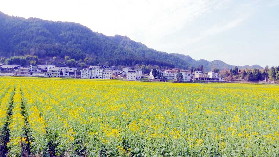 富锌硒茶贵州遵义（贵州富锌富硒茶绿茶）-硒宝网