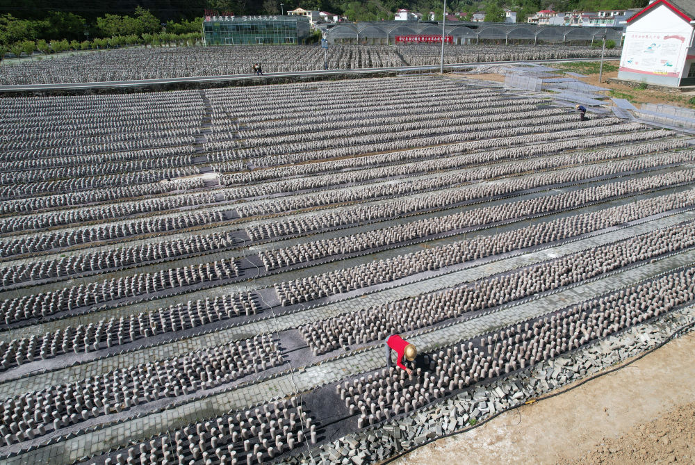 河北富硒茶哪里买（河北富硒农产品股份有限公司）-硒宝网