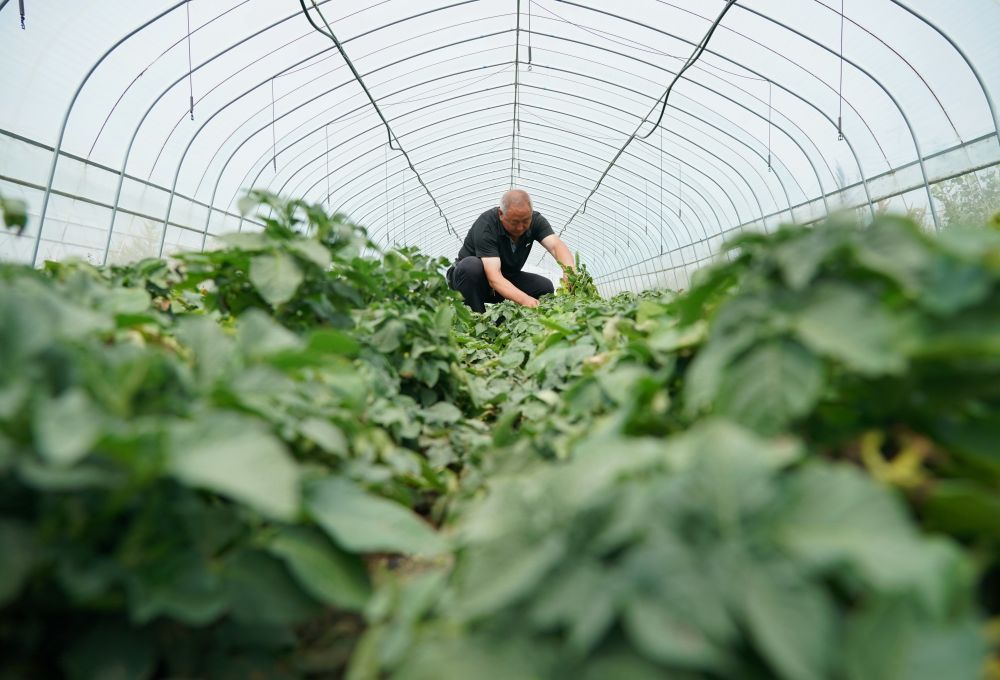 河北富硒茶哪里买（河北富硒农产品股份有限公司）-硒宝网