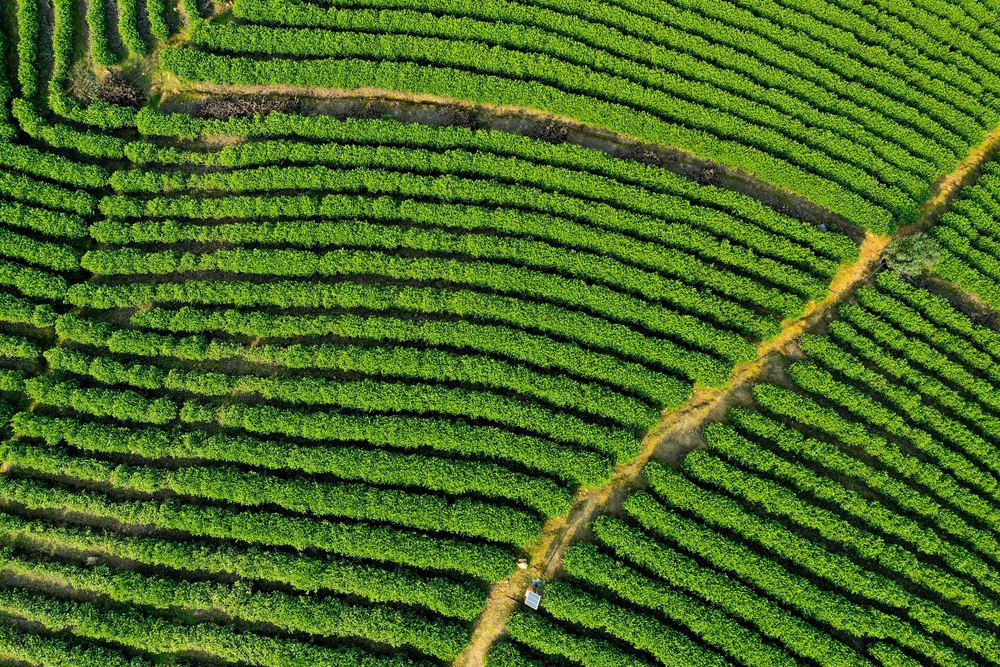 河北富硒茶哪里买（河北富硒农产品股份有限公司）-硒宝网