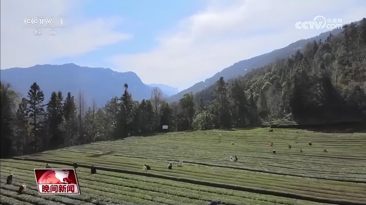 普洱富硒茶在哪里(普洱富硒茶的价格)-硒宝网