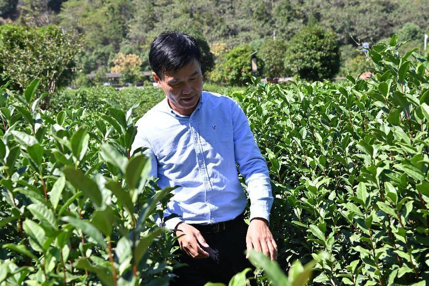 石台富硒茶的由来(石台特产富硒茶价格)-硒宝网