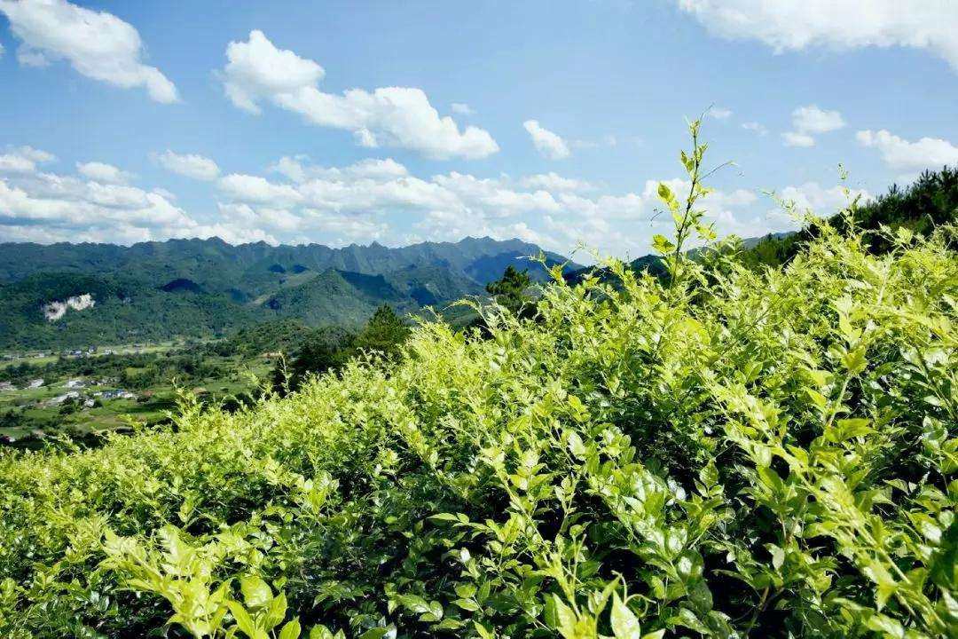 莓茶是富硒藤茶吗（富硒藤茶是莓茶吗）-硒宝网