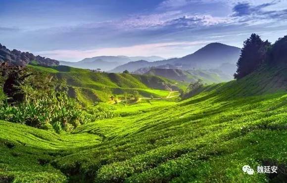 陕青茶是富硒茶吗（陕茶富硒青茶是什么茶）-硒宝网