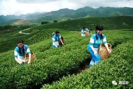 陕青茶是富硒茶吗（陕茶富硒青茶是什么茶）-硒宝网