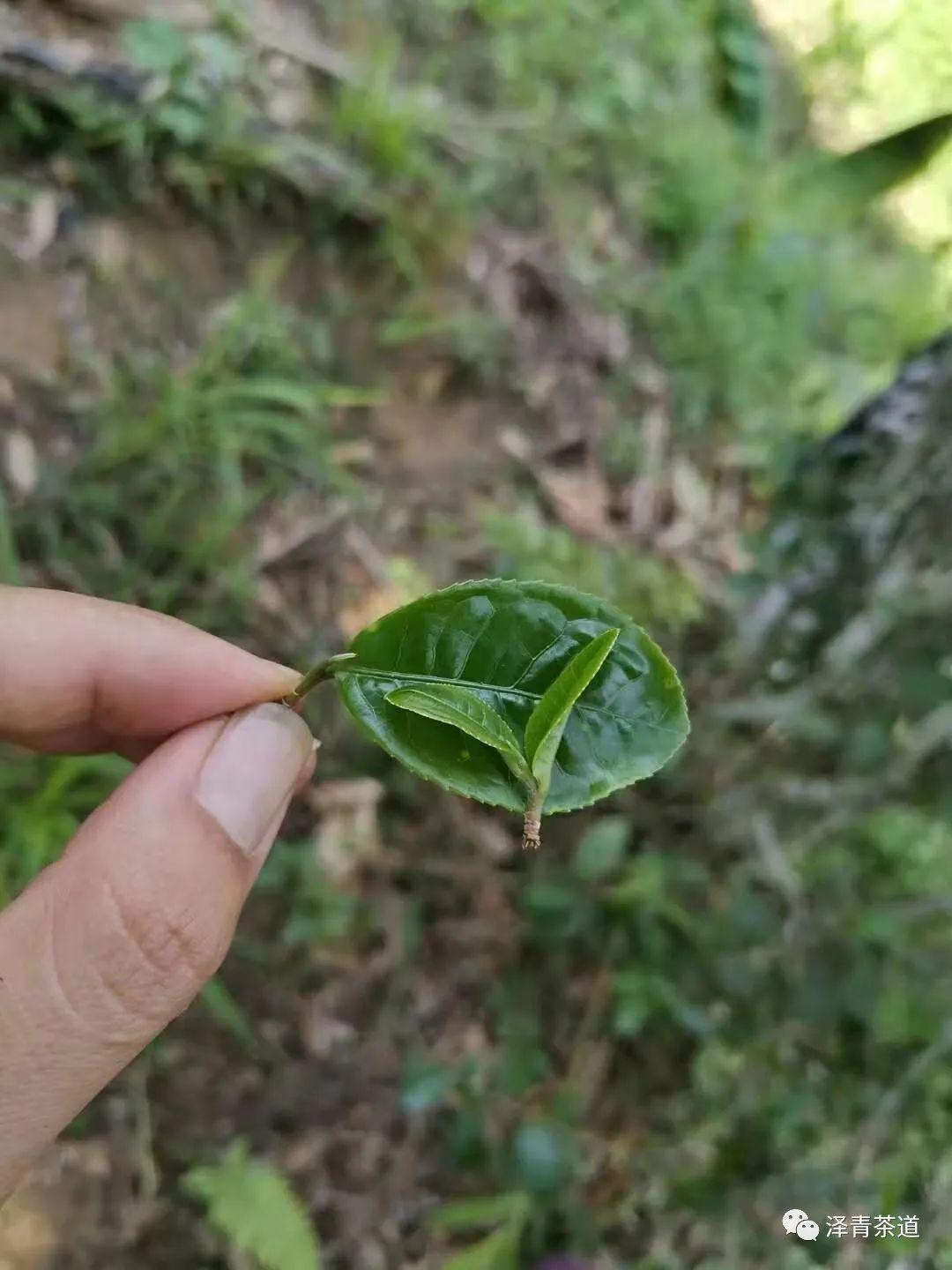 富硒茶是普洱茶吗（茶普洱富硒是什么味道）-硒宝网
