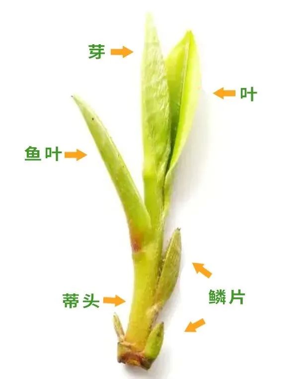 富硒茶是普洱茶吗（茶普洱富硒是什么味道）-硒宝网