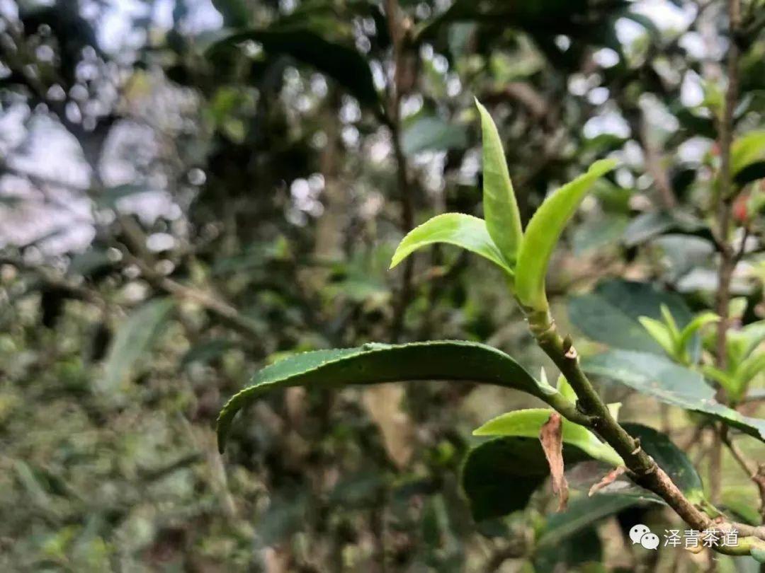 富硒茶是普洱茶吗（茶普洱富硒是什么味道）-硒宝网