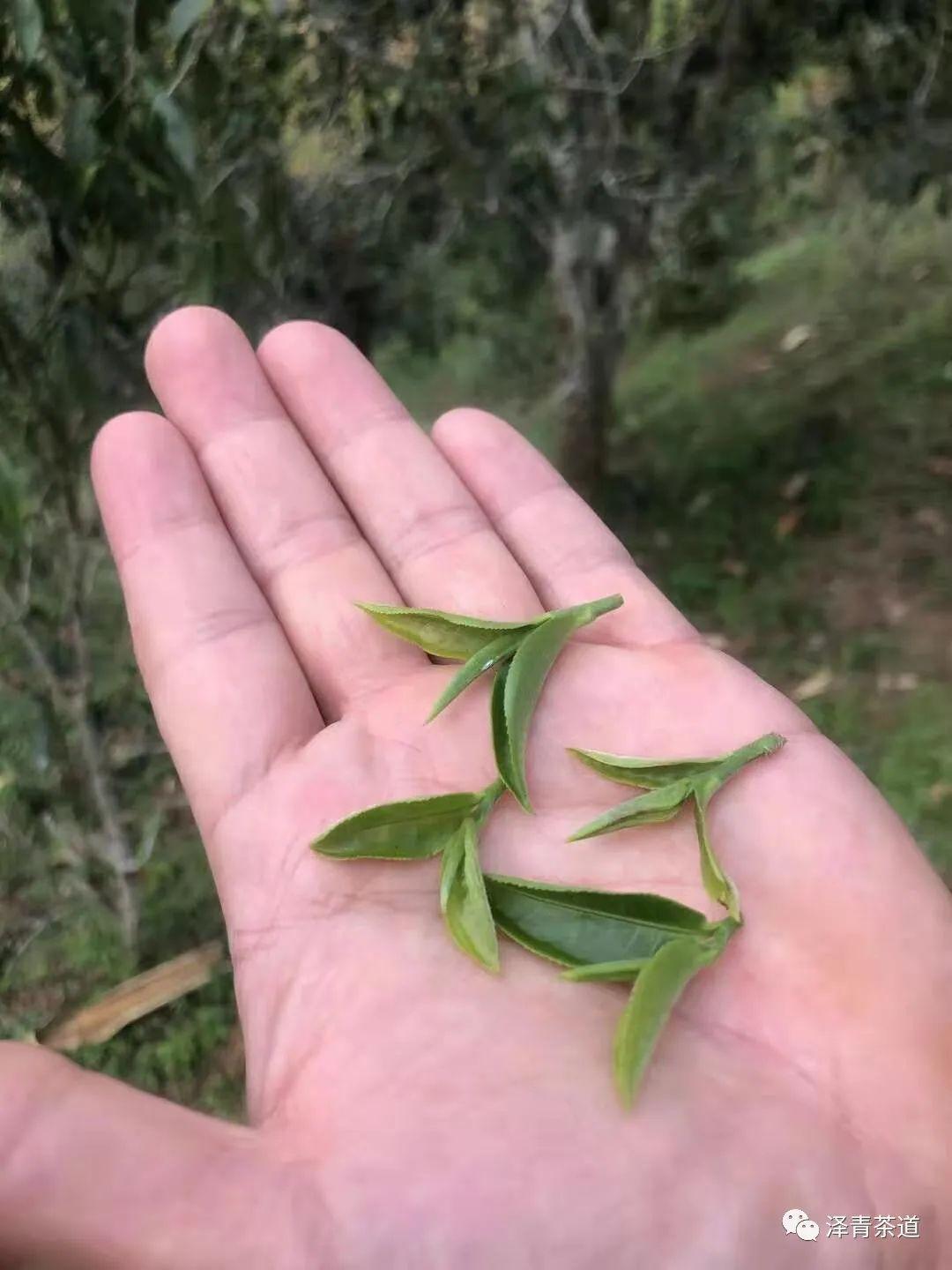 富硒茶是普洱茶吗（茶普洱富硒是什么味道）-硒宝网