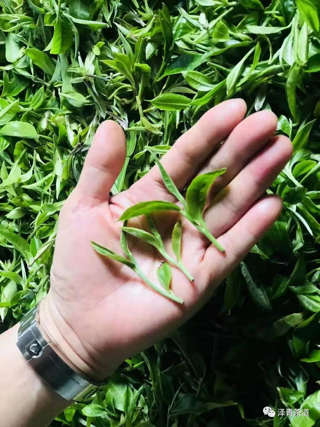 富硒茶是普洱茶吗（茶普洱富硒是什么味道）-硒宝网