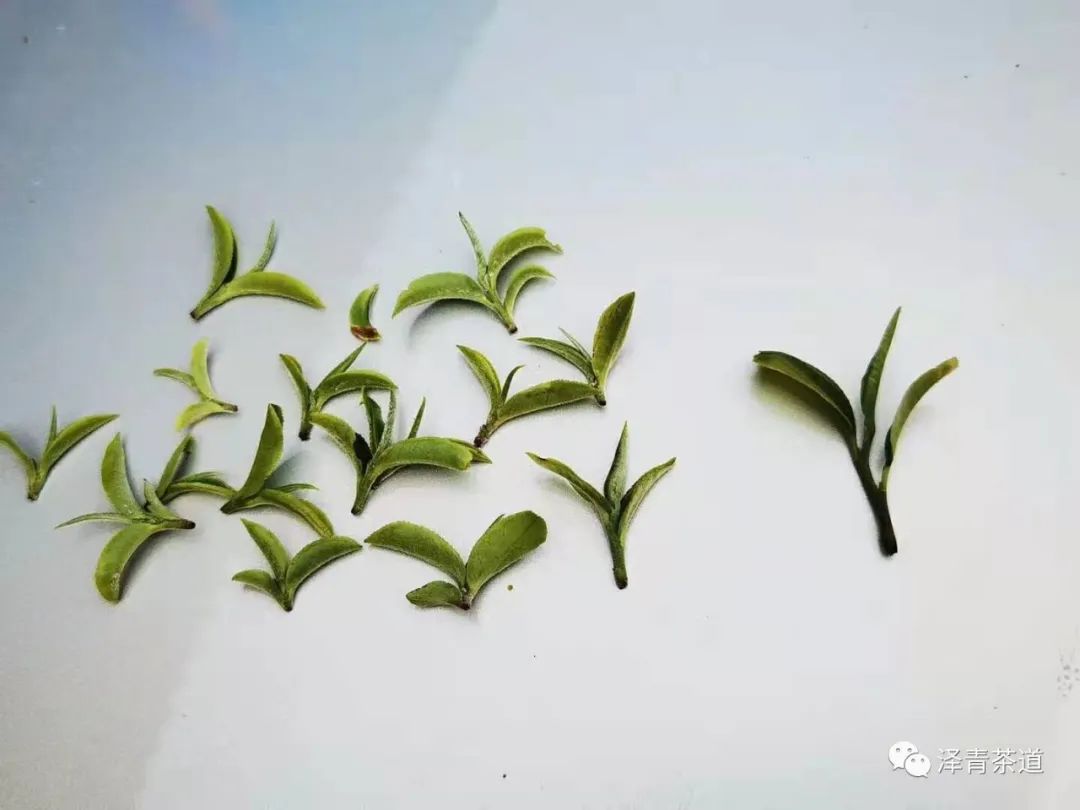 富硒茶是普洱茶吗（茶普洱富硒是什么味道）-硒宝网