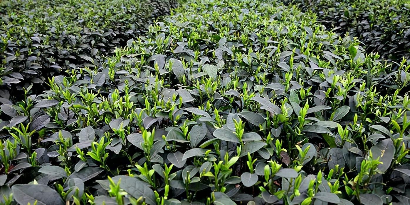 富硒茶是普洱茶吗（茶普洱富硒是什么味道）-硒宝网