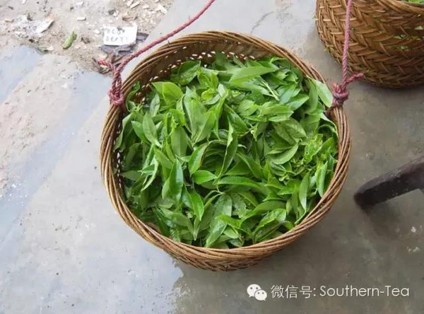 富硒单枞茶的茶干（富硒茶的价钱如何）-硒宝网