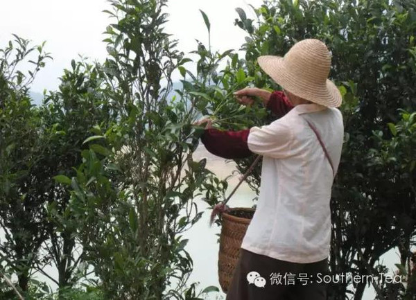 富硒单枞茶的茶干（富硒茶的价钱如何）-硒宝网