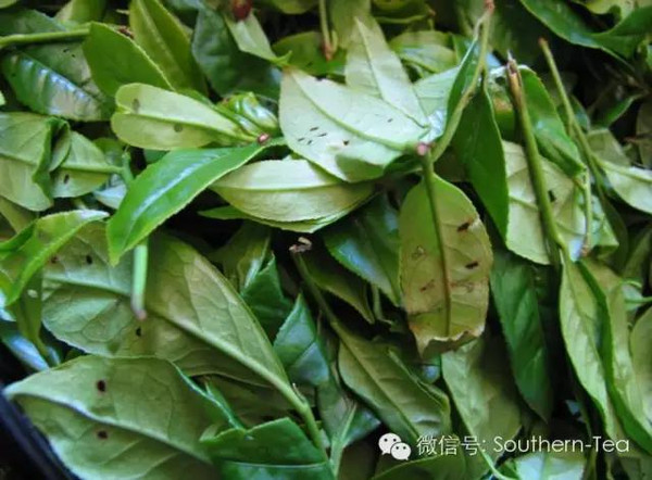 富硒单枞茶的茶干（富硒茶的价钱如何）-硒宝网