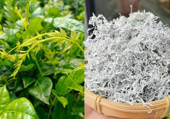 莓茶是富硒藤茶吗（茶莓富硒藤茶是什么茶）-硒宝网