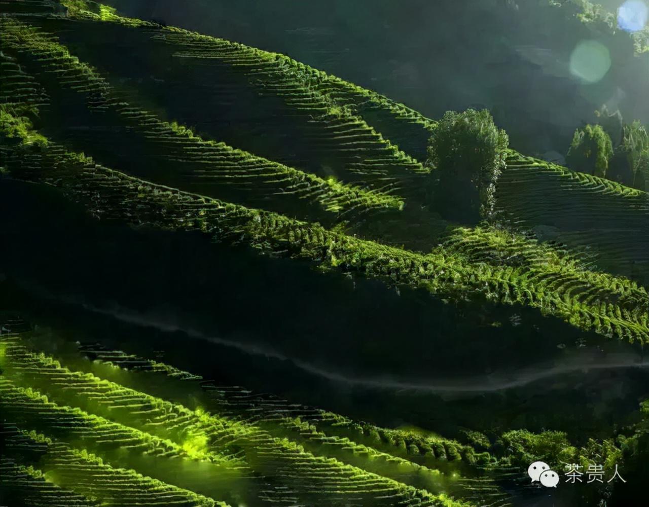 陕青茶是富硒茶吗（陕西富硒茶叶）-硒宝网