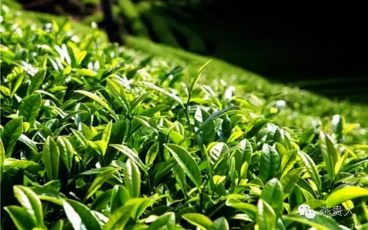 陕青茶是富硒茶吗（陕西富硒茶叶）-硒宝网