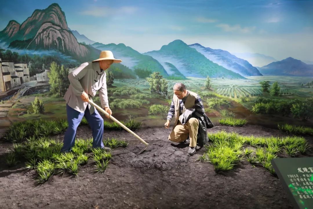 仙寓山富硒茶检测（仙寓山富硒野茶是什么茶）-硒宝网