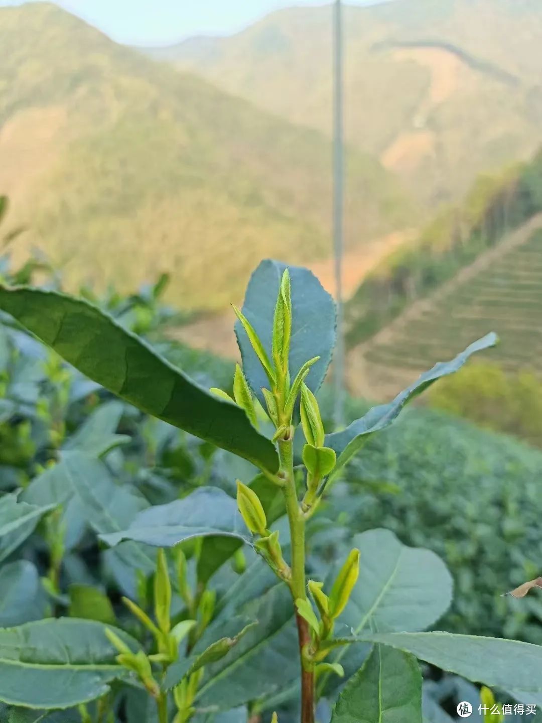 富硒茶能喝普洱茶(茶能喝普洱富硒吗)-硒宝网
