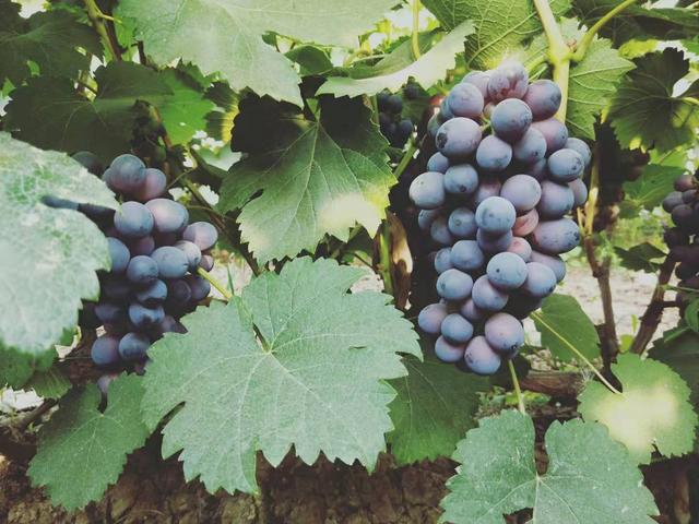 富硒泰德隆长寿茶（泰德隆长寿茶的价格）-硒宝网