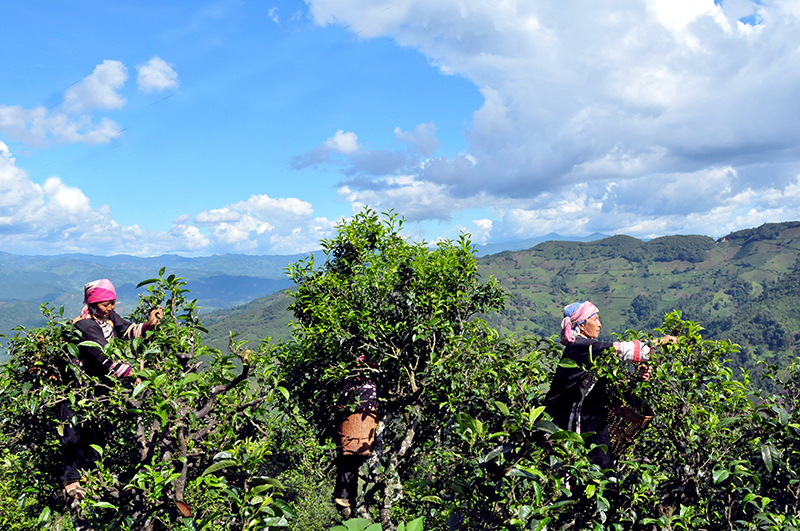 雷公山富锌富硒茶（富锌富硒茶功效）-硒宝网