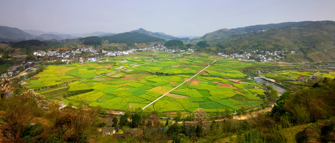 贵州省开阳富硒茶(贵州开阳富硒茶价格)-硒宝网