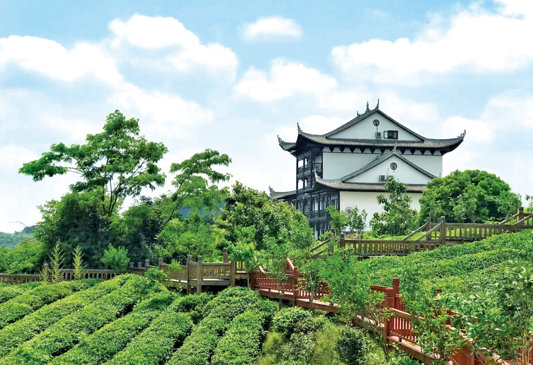 贵州省开阳富硒茶(贵州开阳富硒茶价格)-硒宝网